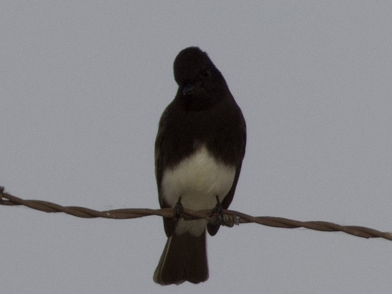 Black Phoebe - ML645298612