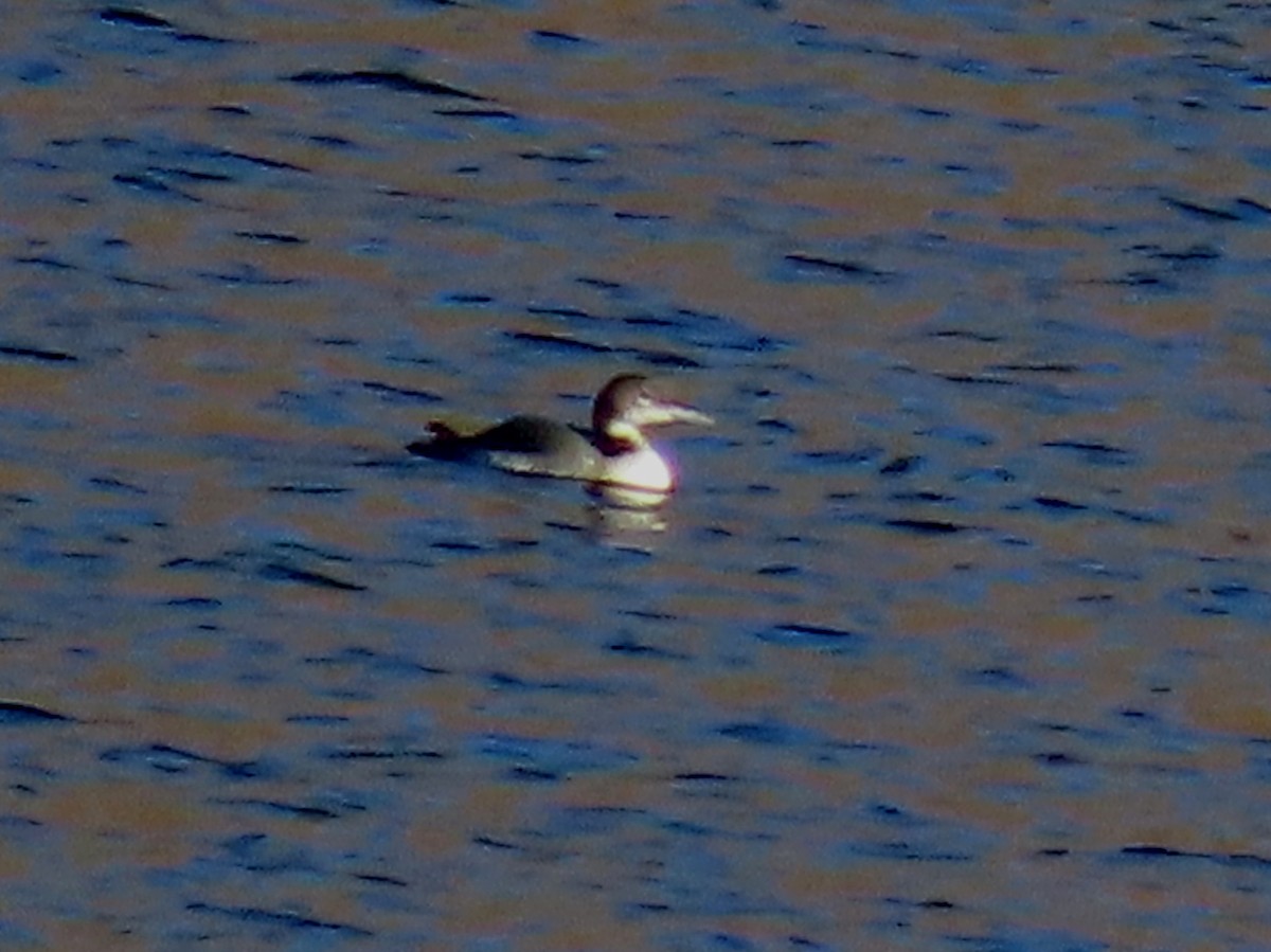 Common Loon - ML645298614