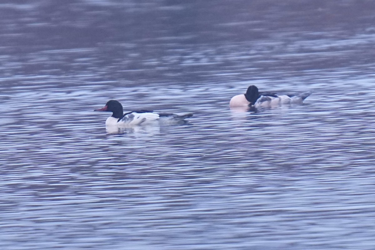 Common Merganser - ML645298618