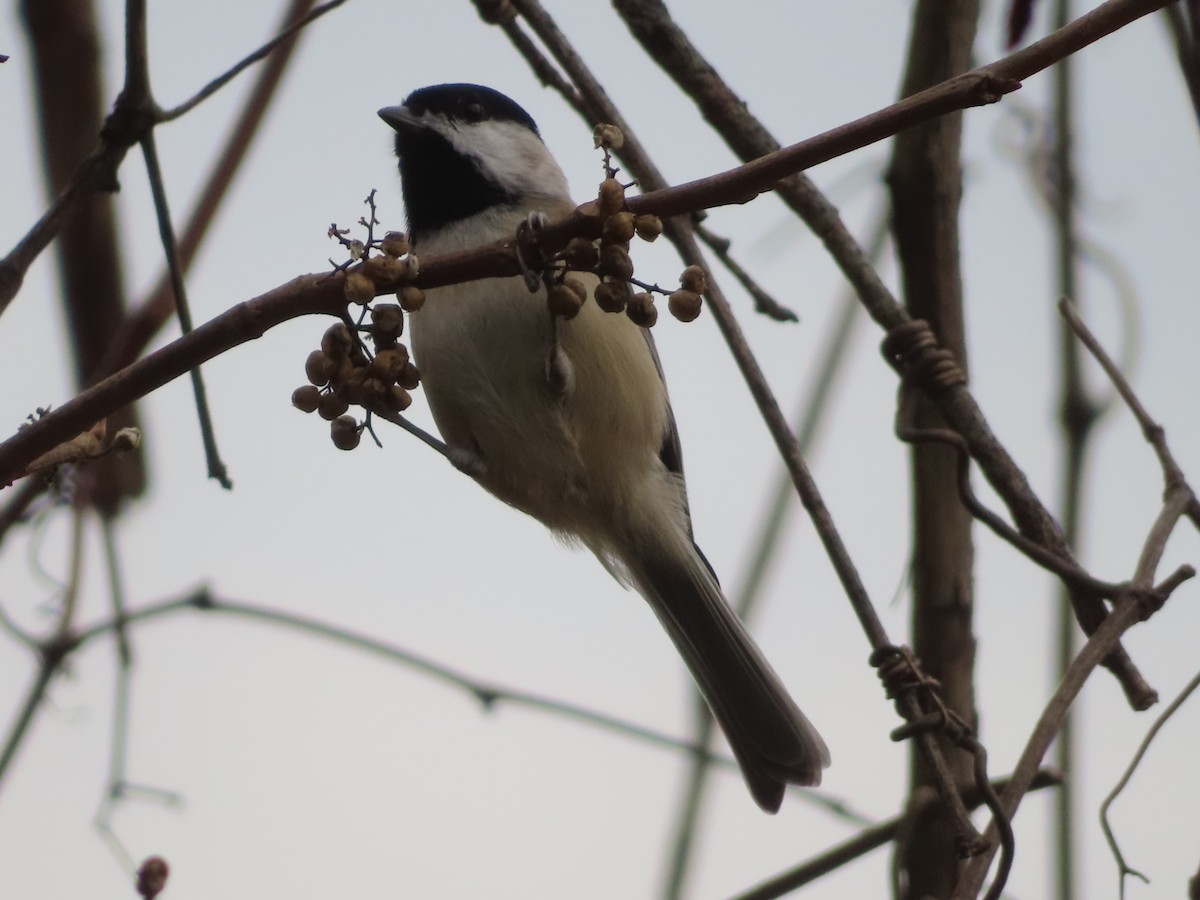 Carolina Chickadee - ML645298621