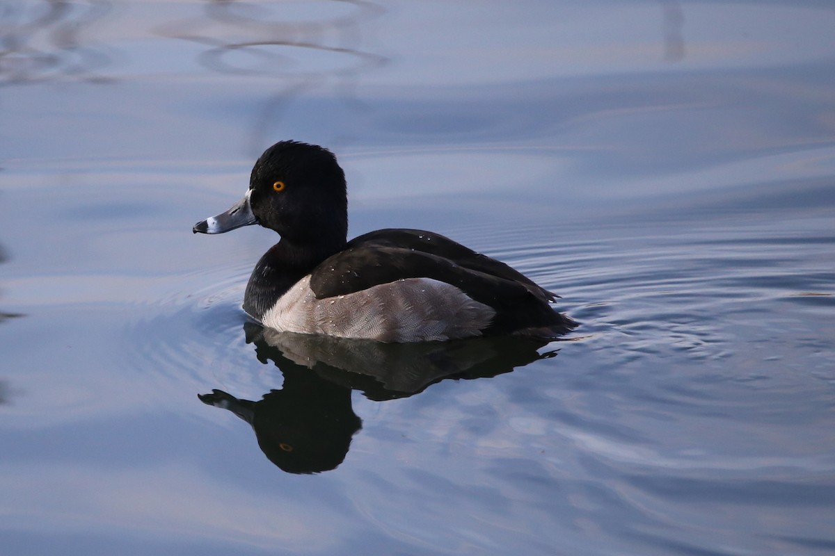 クビワキンクロ - ML645298625