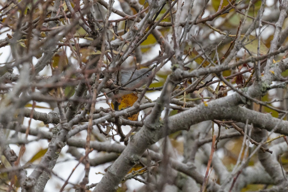 Голубая комароловка - ML645298633