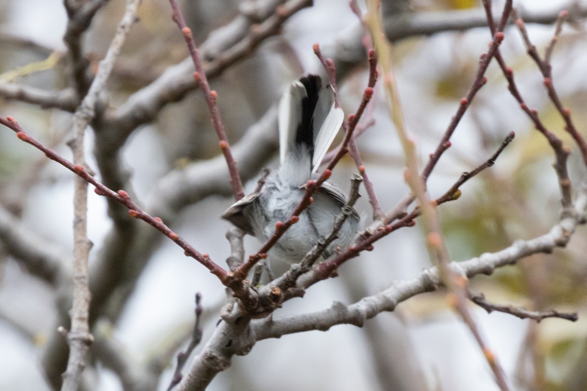 Голубая комароловка - ML645298634