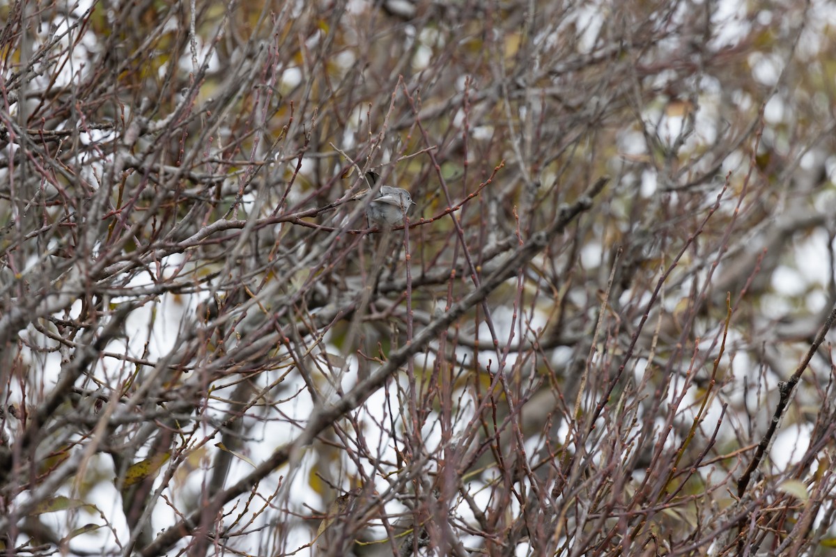 Голубая комароловка - ML645298635