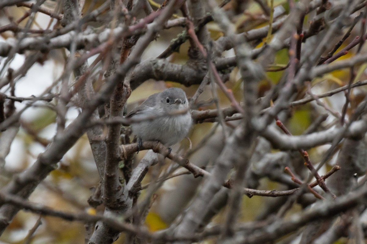 Голубая комароловка - ML645298636