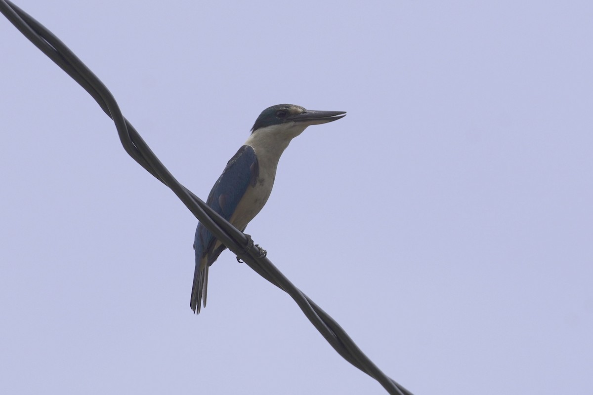 Sacred Kingfisher (Loyalty Is.) - ML645298639