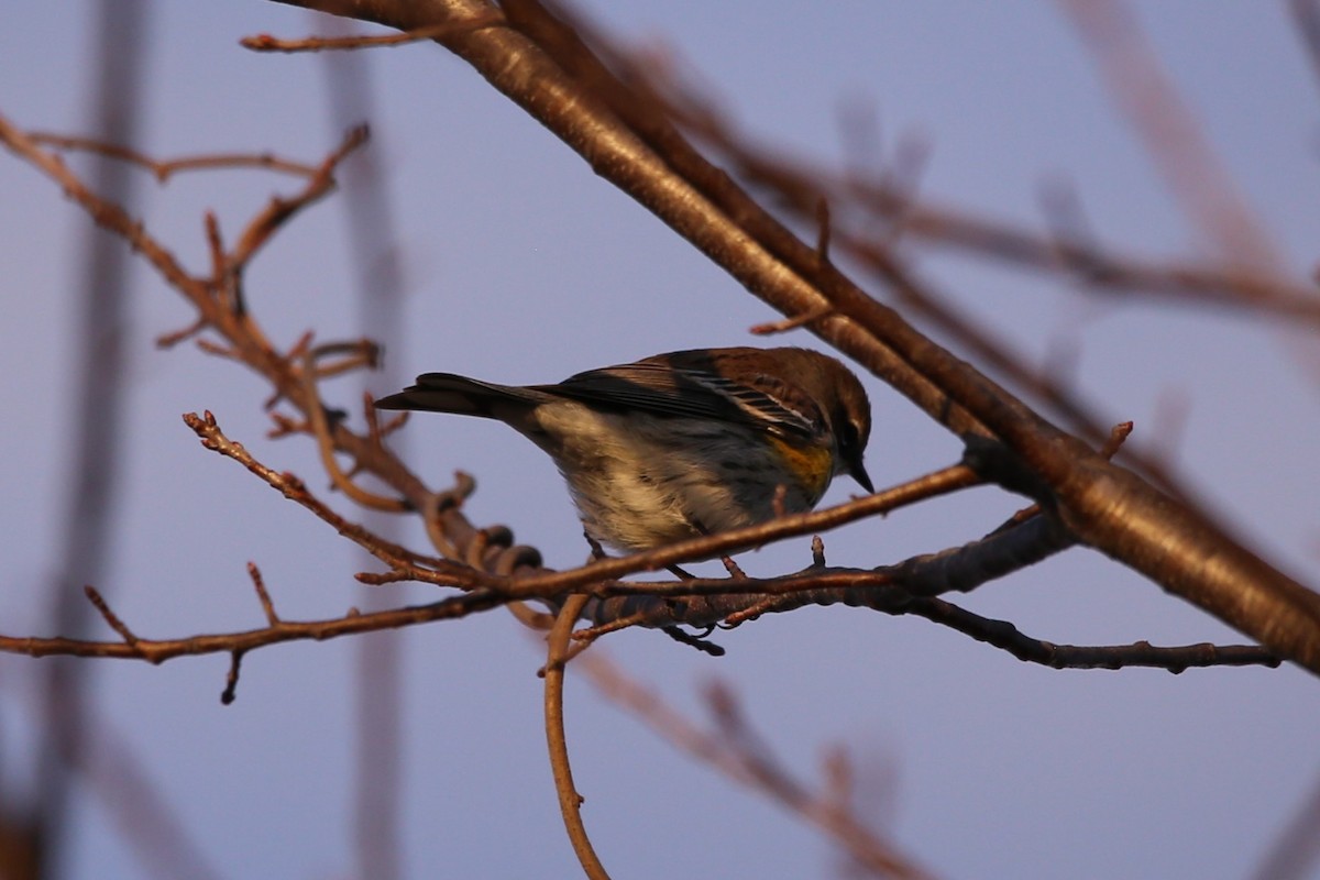 キヅタアメリカムシクイ - ML645298640