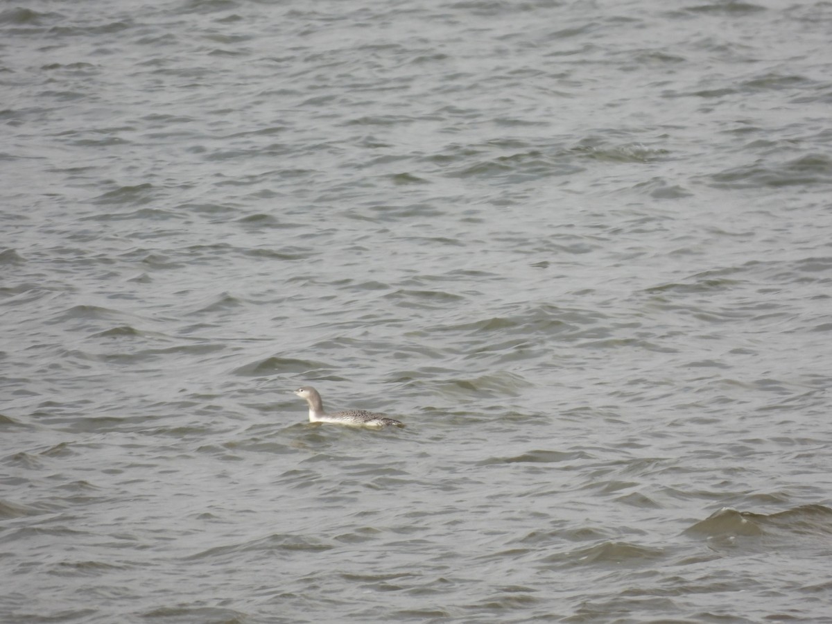 צוללן אדום-גרון - ML645298641