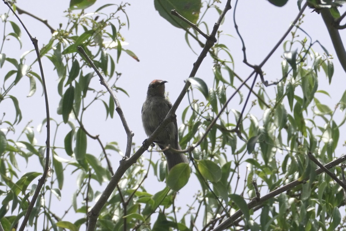 Cardinal Myzomela (Loyalty) - ML645298643