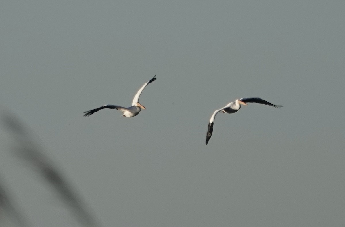 American White Pelican - ML645298656