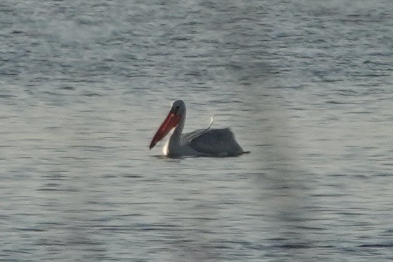 American White Pelican - ML645298659