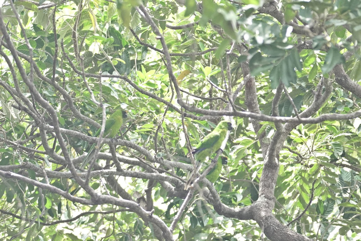 Ouvea Parakeet - ML645298662