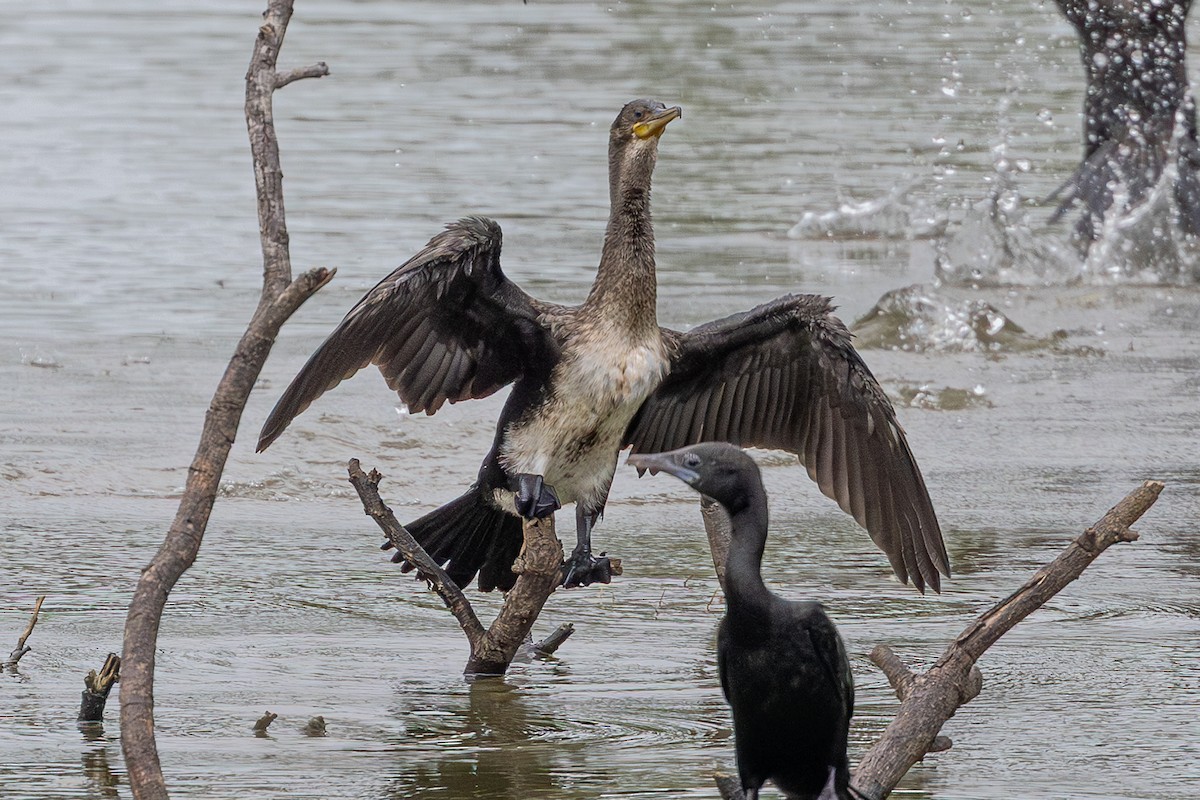 kormorán indomalajský - ML645298670