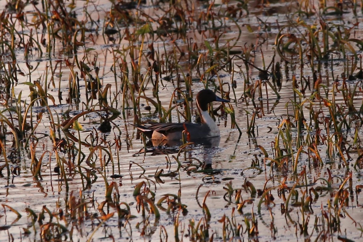 オナガガモ - ML645298673