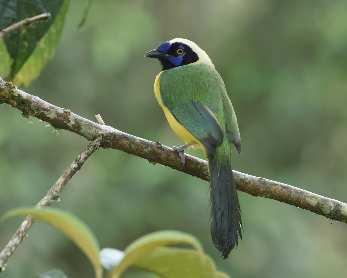 Yeşil Karga - ML645298684