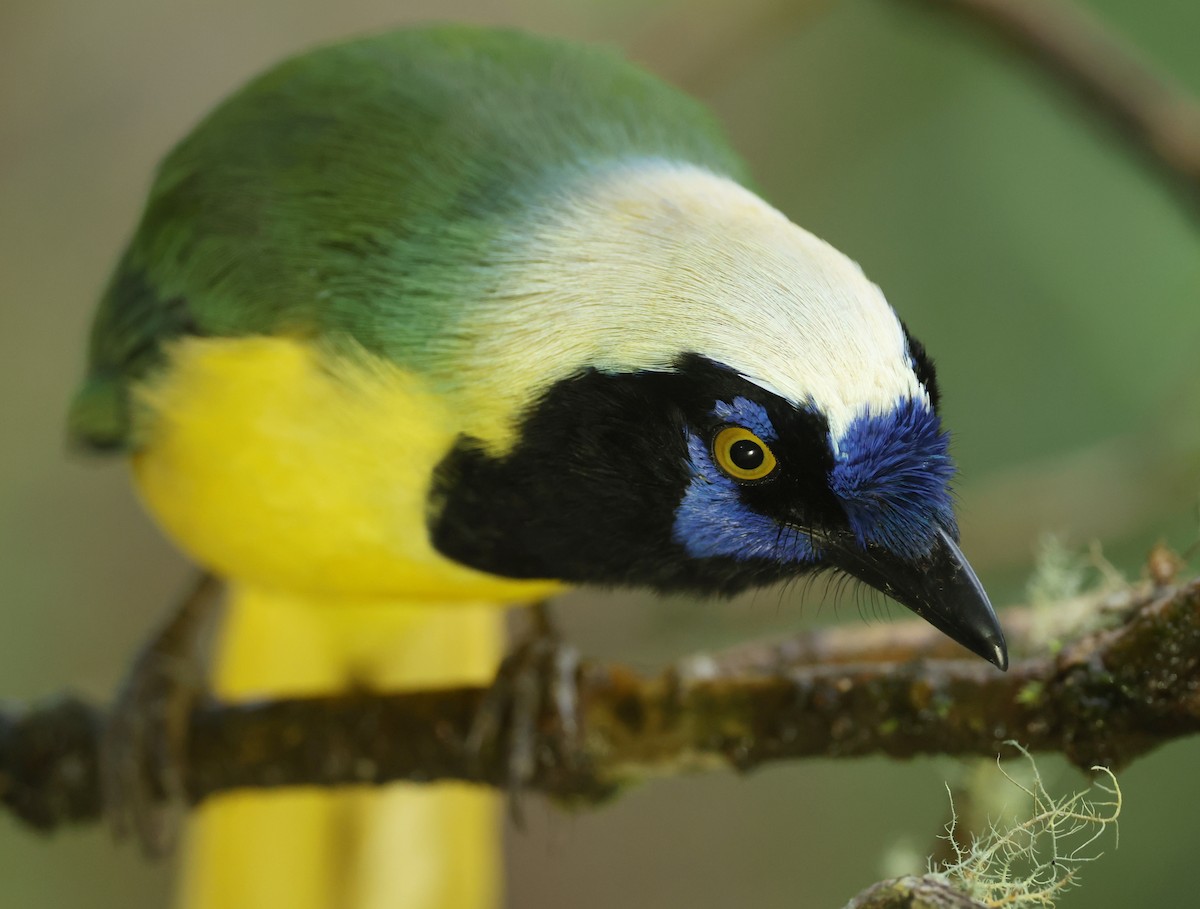 Yeşil Karga - ML645298685