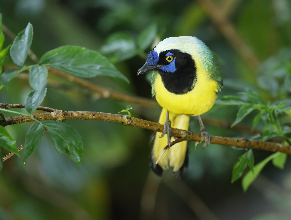 Yeşil Karga - ML645298686