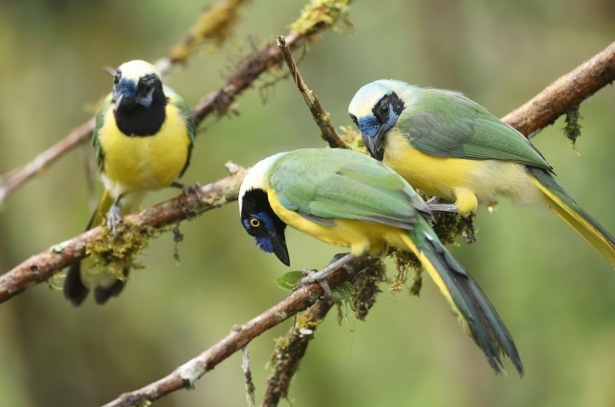 Yeşil Karga - ML645298687