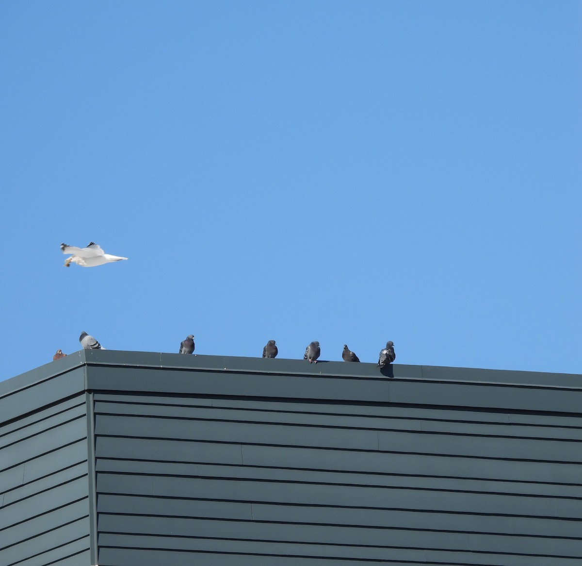 Kaya Güvercini (evcil tip) - ML645298688