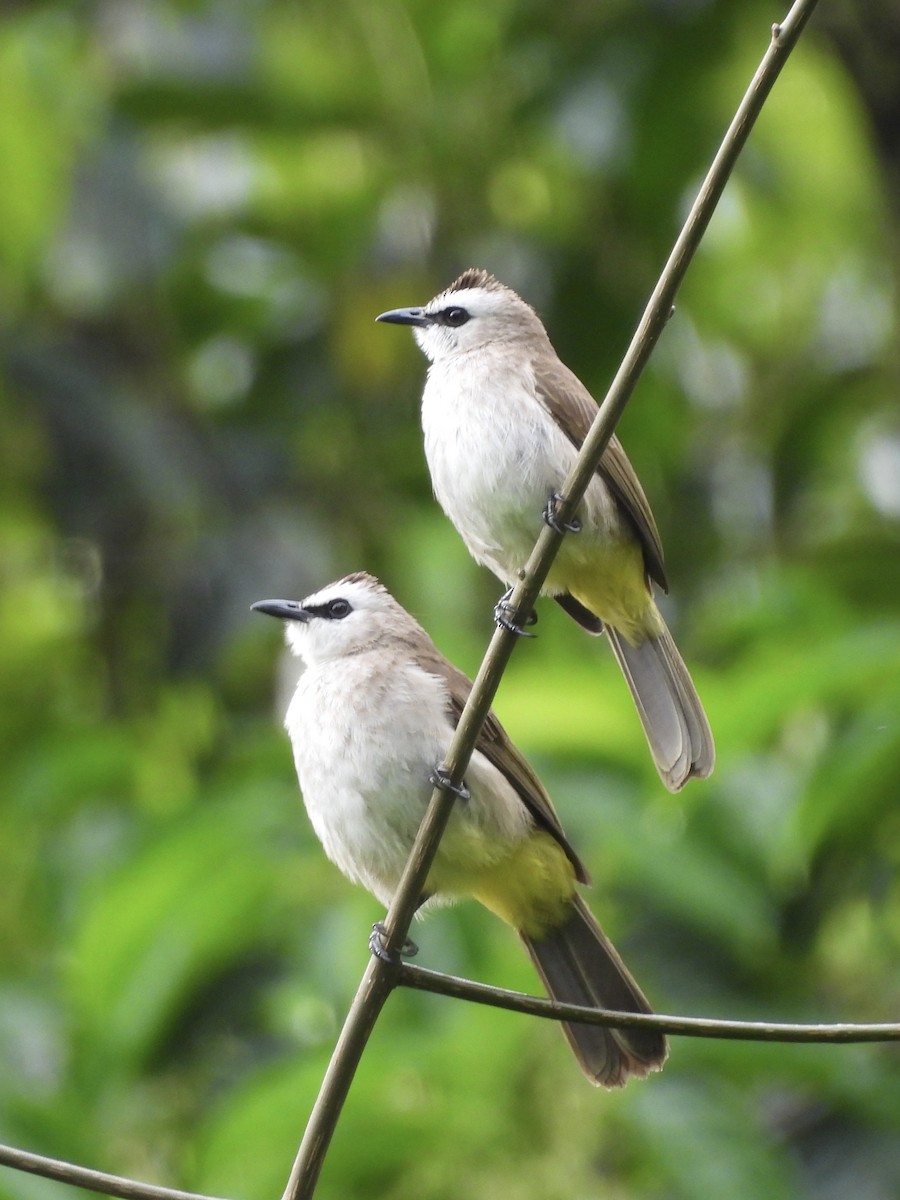Yellow-vented Bulbul - ML645298691