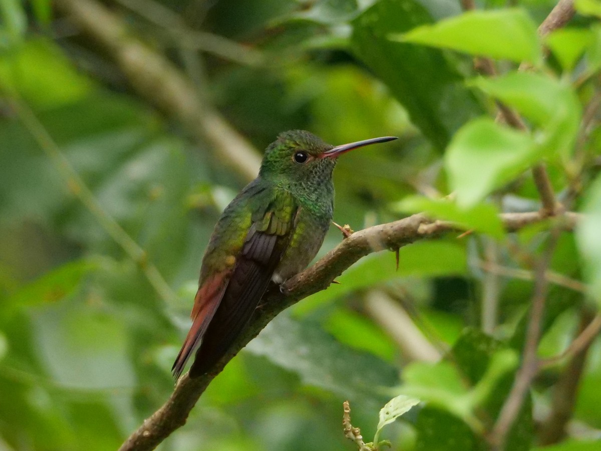 Rufous-tailed Hummingbird - ML645298692