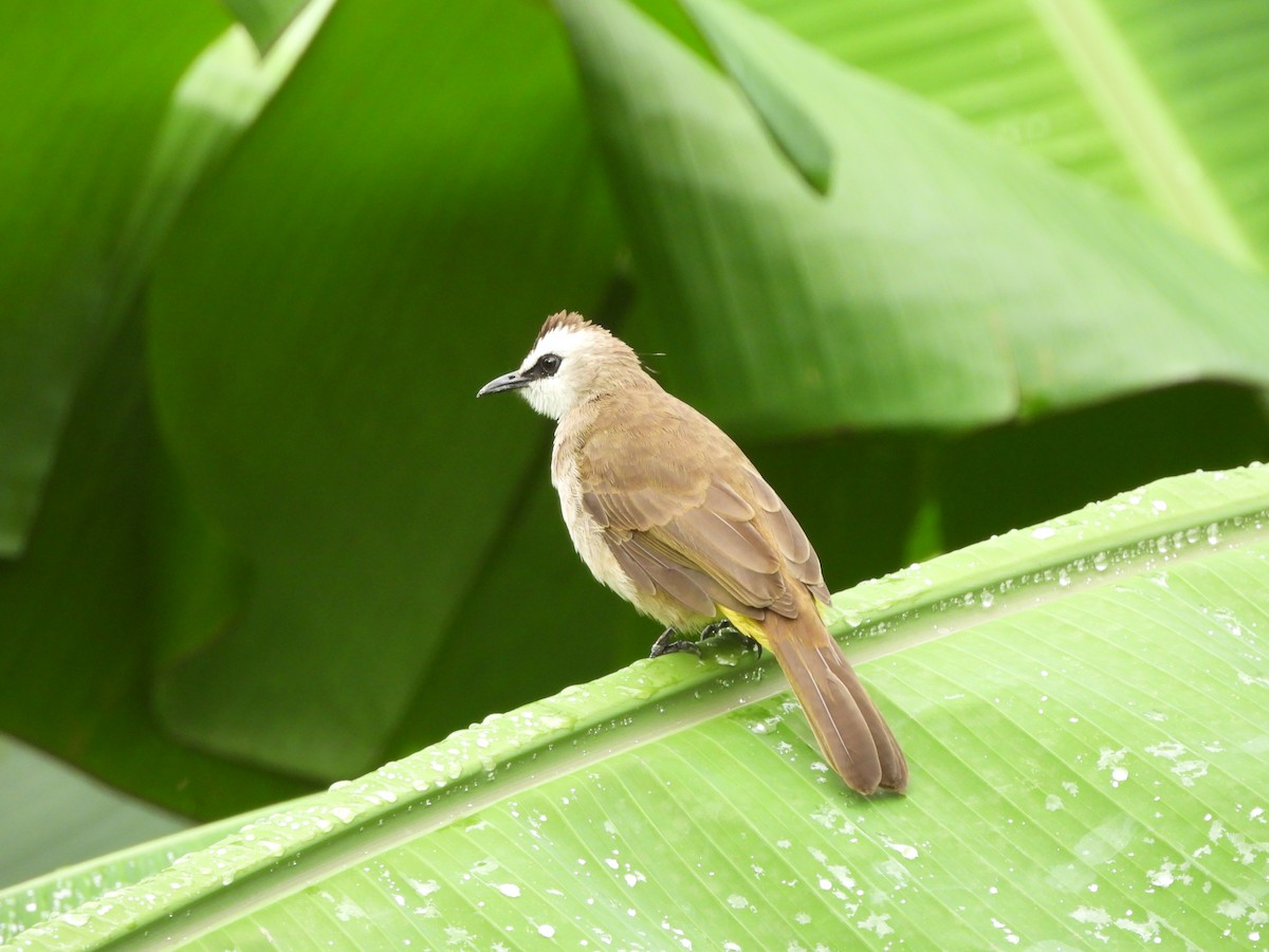 Yellow-vented Bulbul - ML645298693