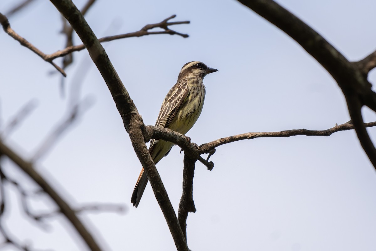 Variegated Flycatcher - ML645298699