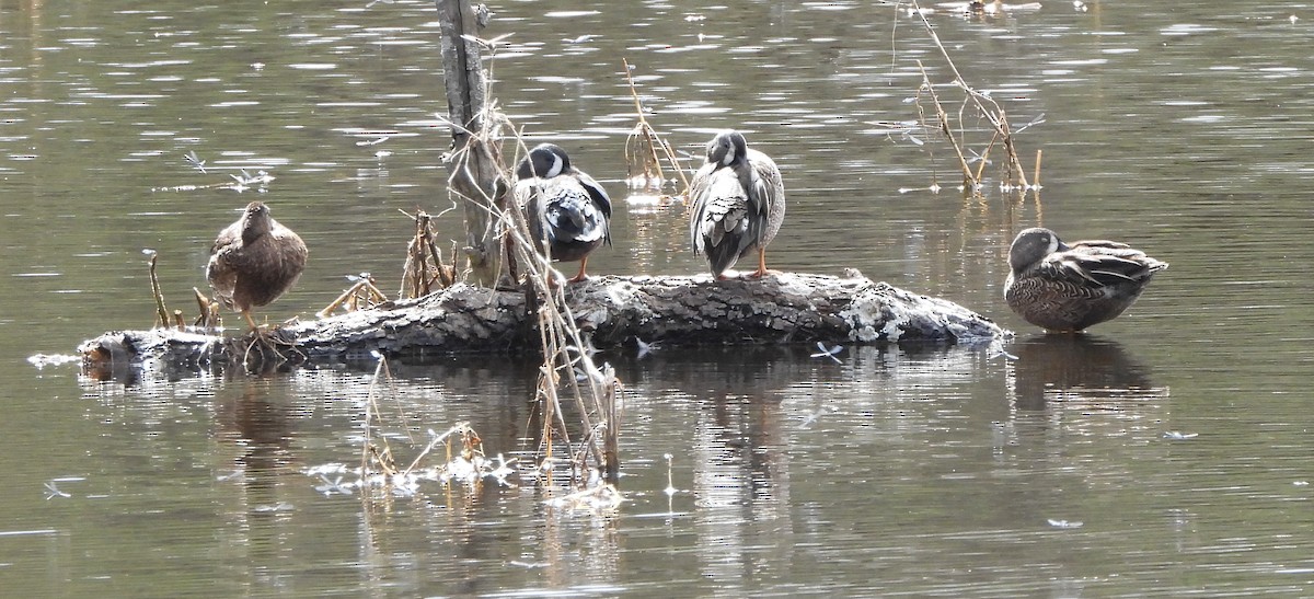 Blue-winged Teal - ML645298700