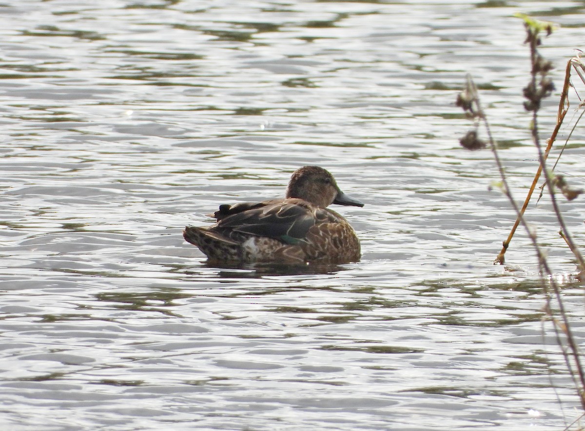Blue-winged Teal - ML645298701