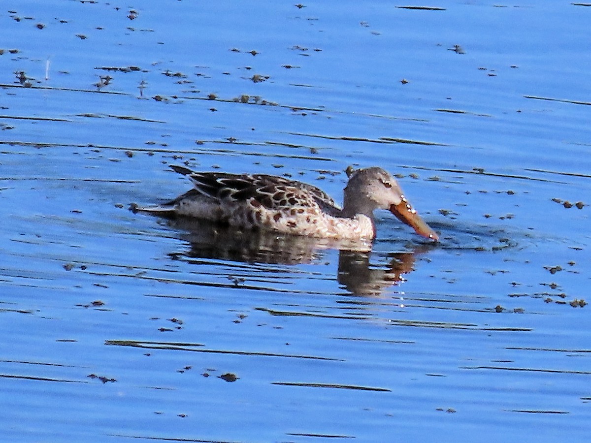 Northern Shoveler - ML645298706