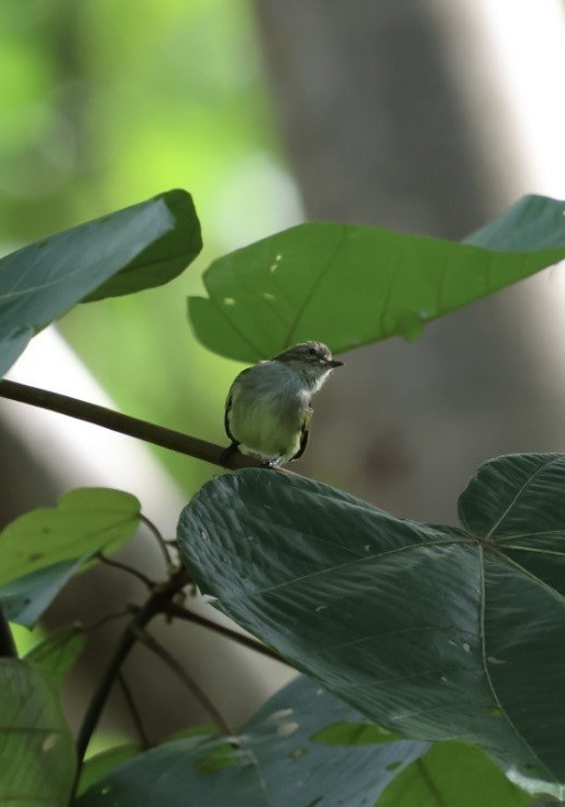 Mistletoe Tyrannulet - ML645298707