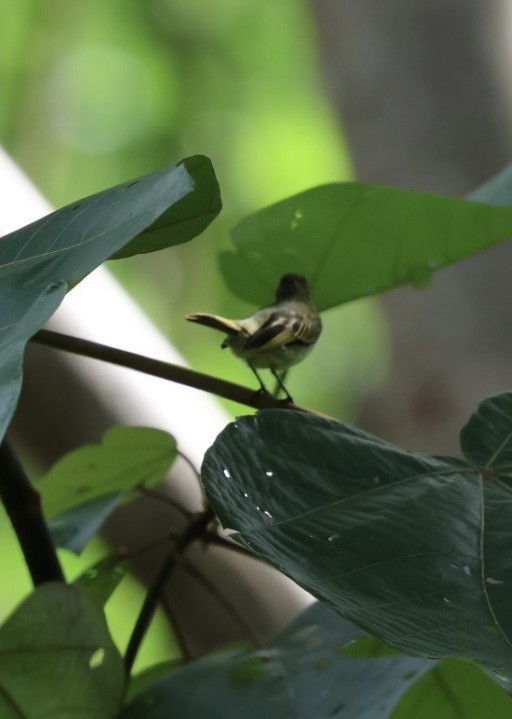 Mistletoe Tyrannulet - ML645298708