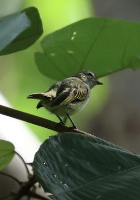 Mistletoe Tyrannulet - ML645298709