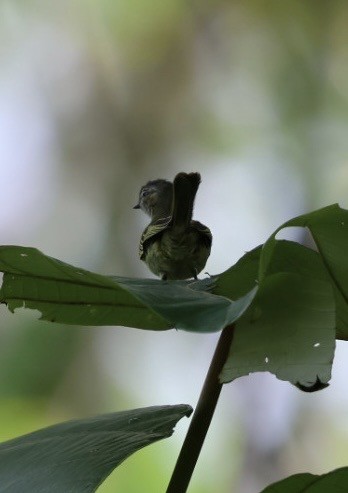 Mistletoe Tyrannulet - ML645298710