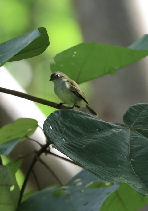 Mistletoe Tyrannulet - ML645298711