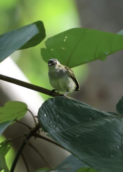 Mistletoe Tyrannulet - ML645298712