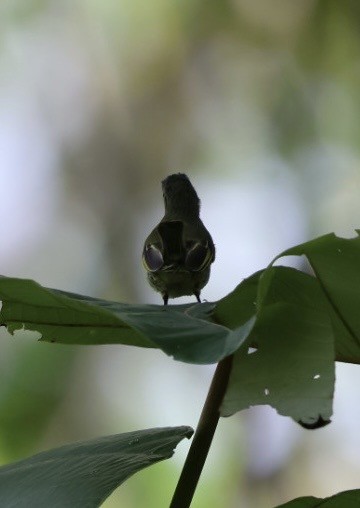 Mistletoe Tyrannulet - ML645298713