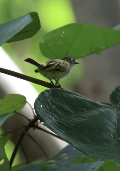 Mistletoe Tyrannulet - ML645298714