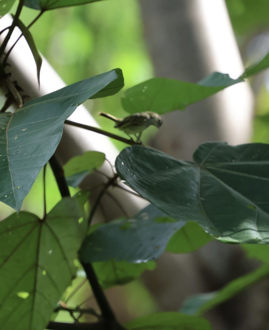 Mistletoe Tyrannulet - ML645298715