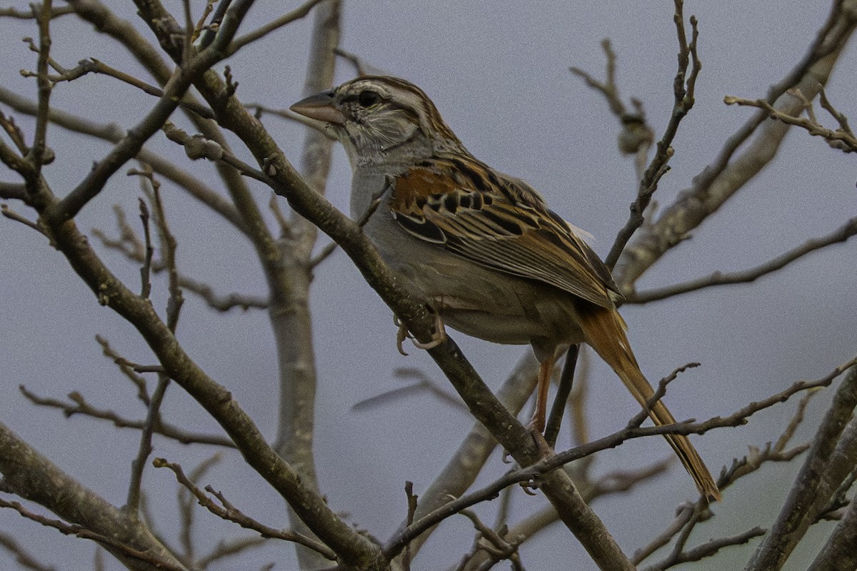 アカオスズメモドキ - ML645298729