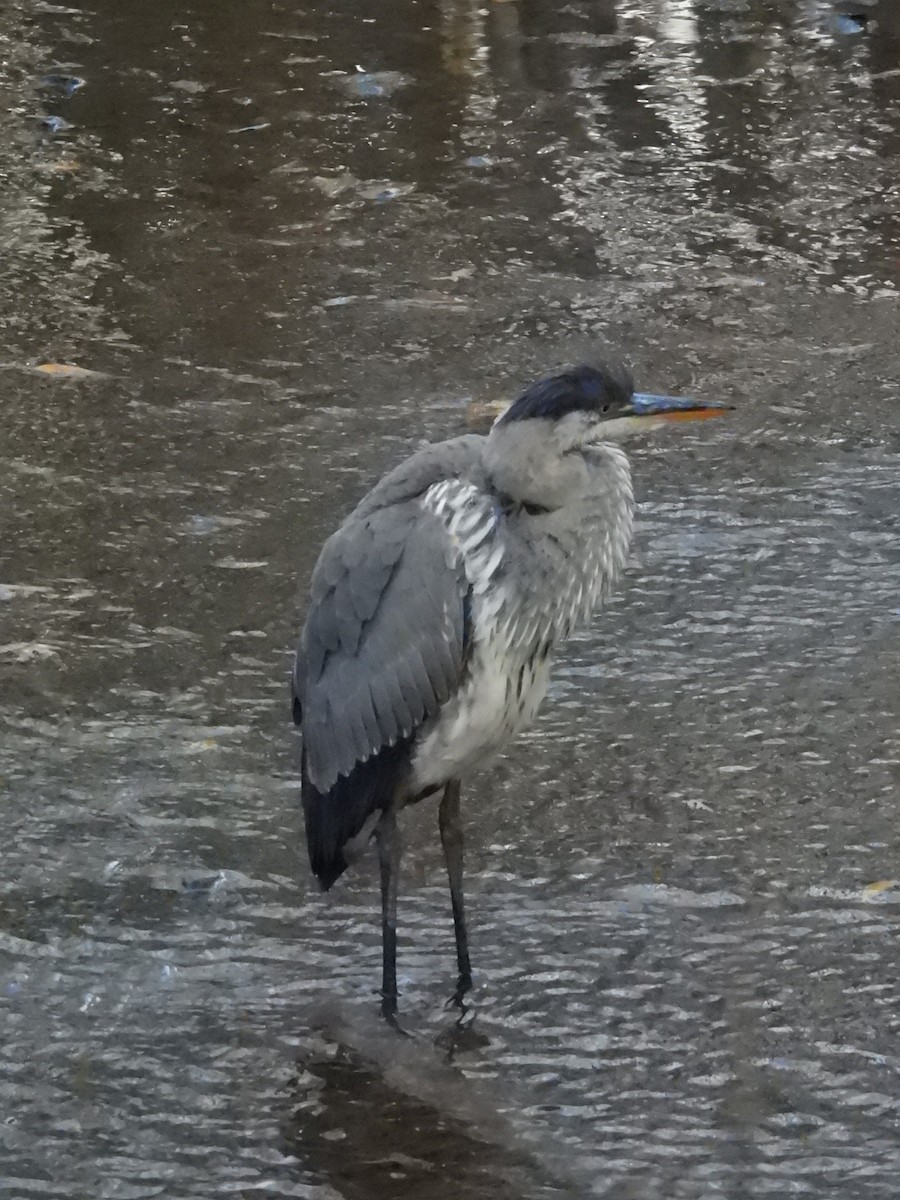 Great Blue Heron - ML645298735