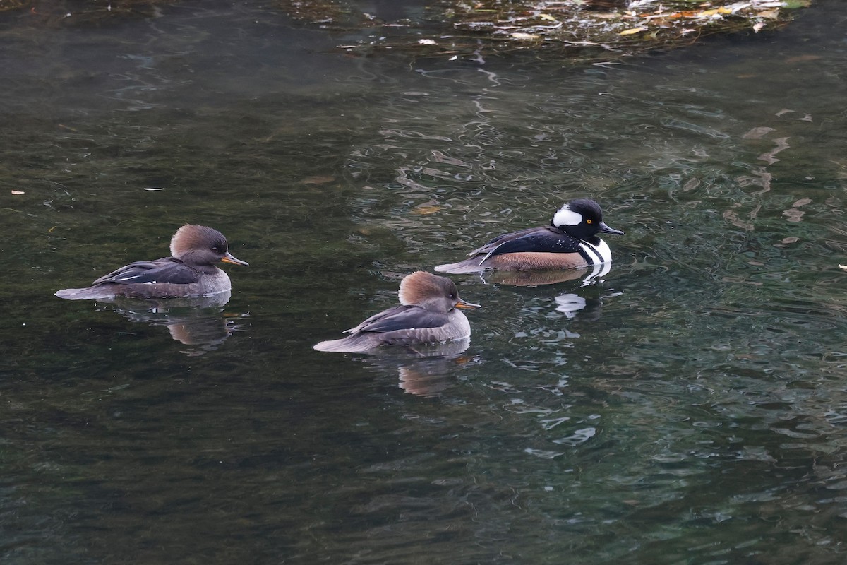 Hooded Merganser - ML645298736