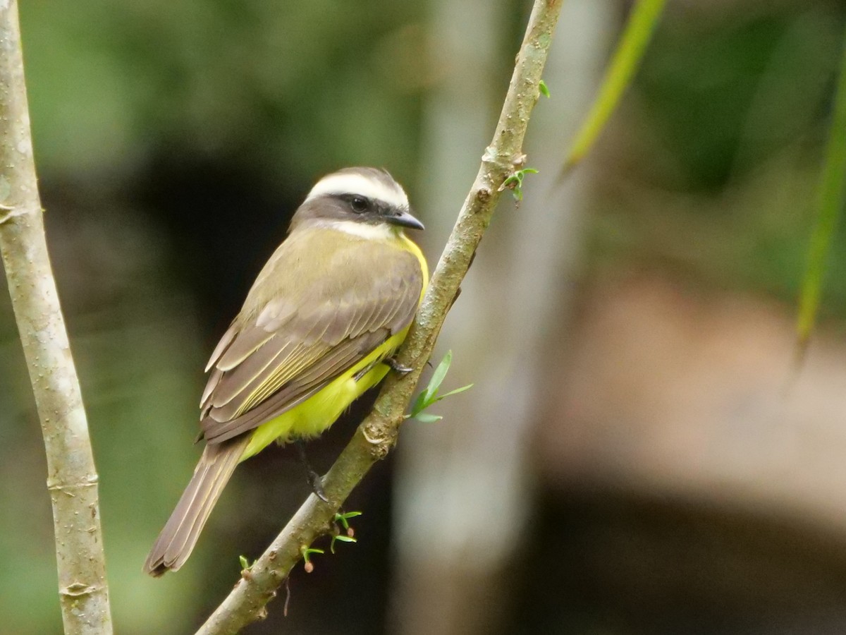 Social Flycatcher - ML645298738