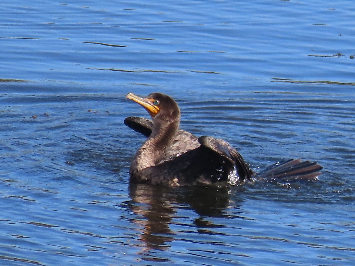 Double-crested Cormorant - ML645298751