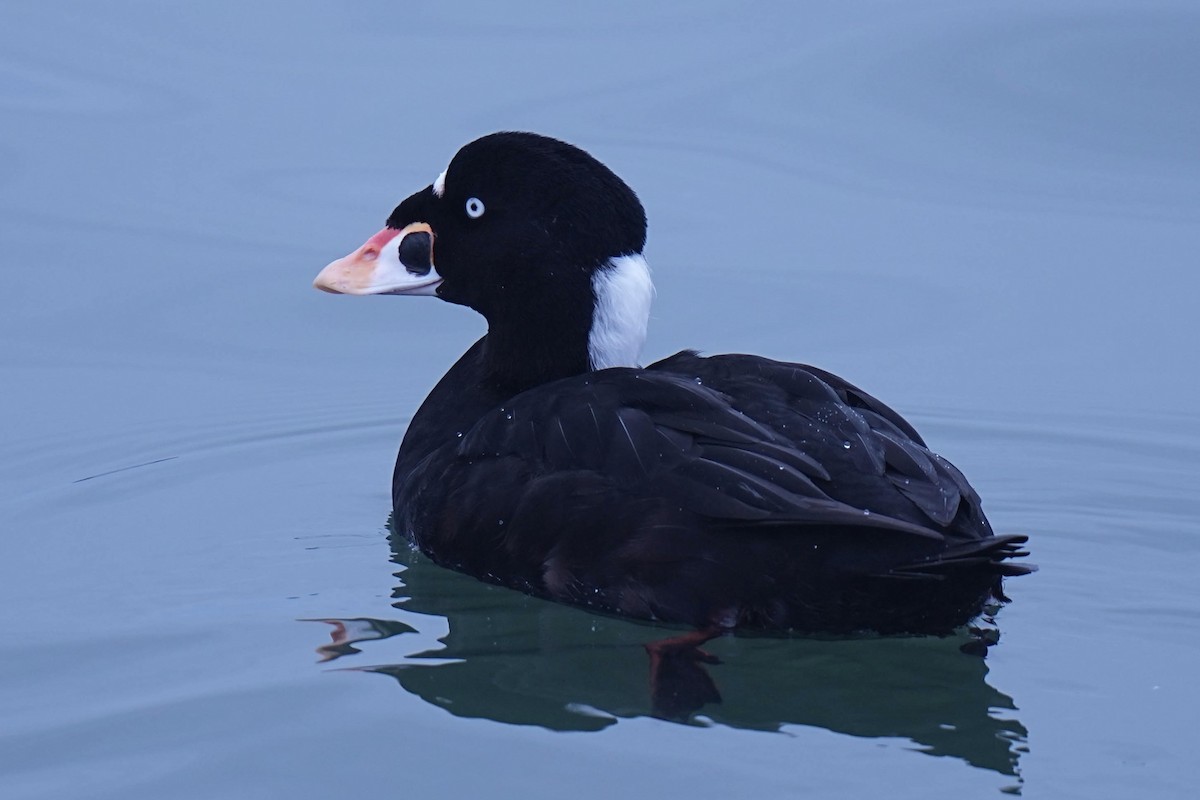 Surf Scoter - ML645298759