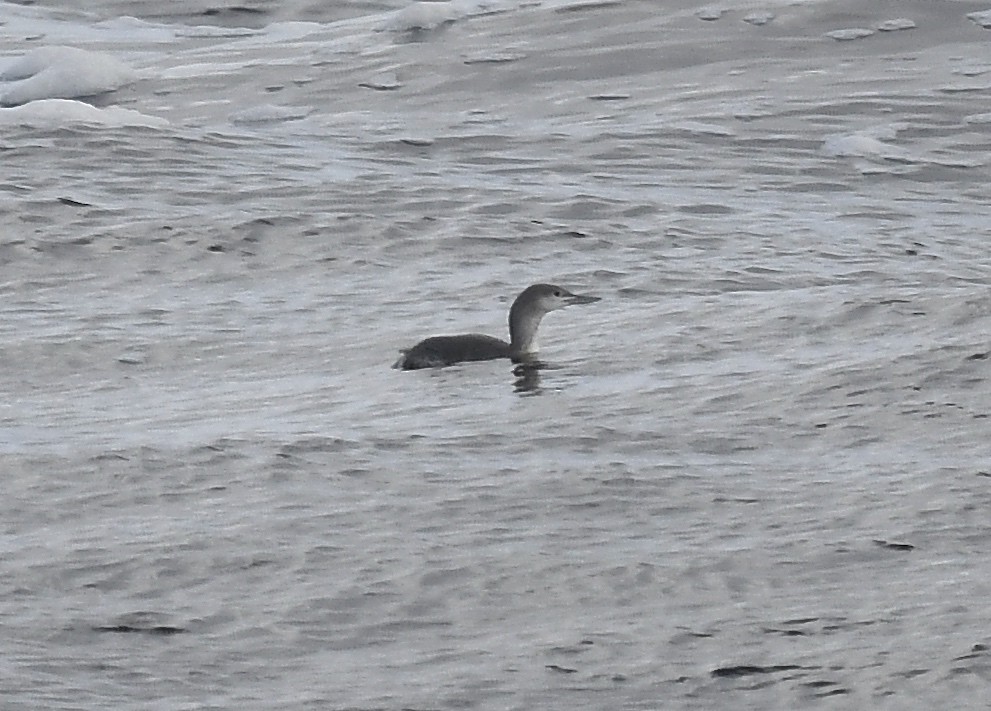 צוללן אדום-גרון - ML645298761