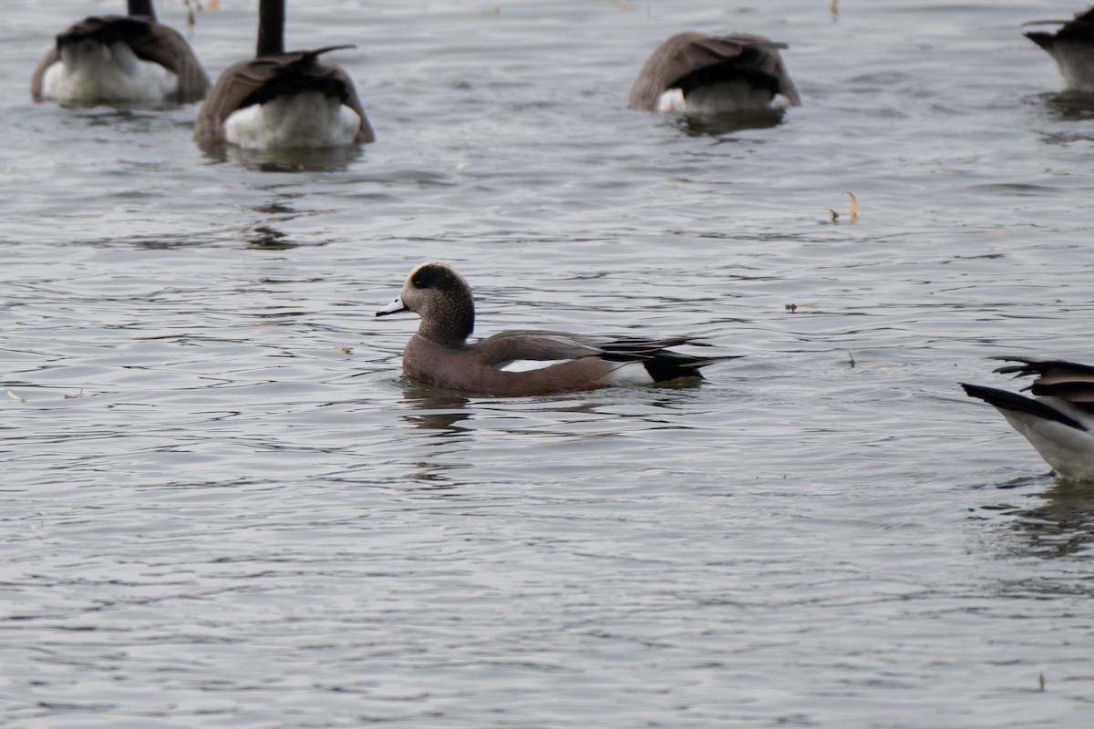 Свищ американський - ML645298762