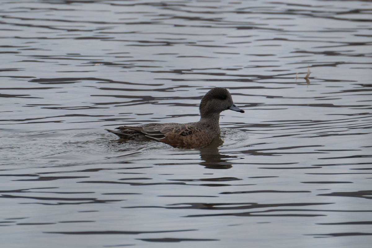 Свищ американський - ML645298763