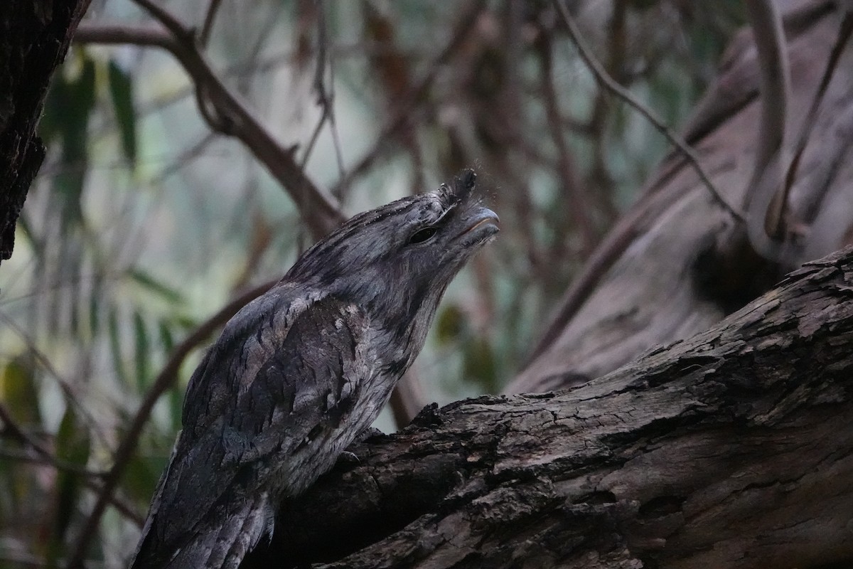 Tawny Frogmouth - ML645298768