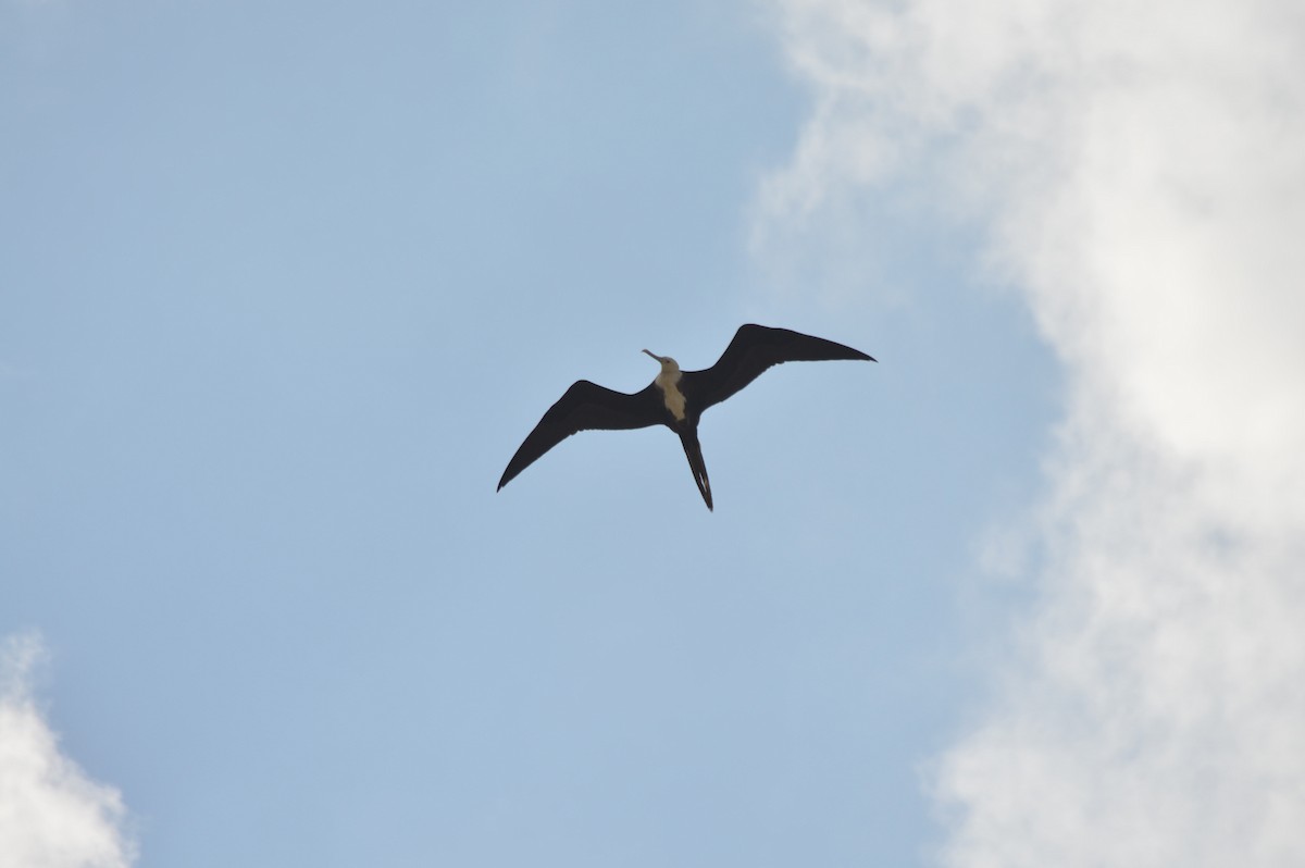 Magnificent Frigatebird - ML645298770